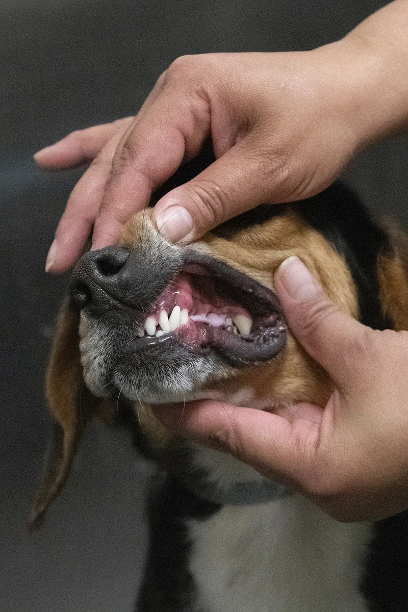 Picture for category Canine Dental Food