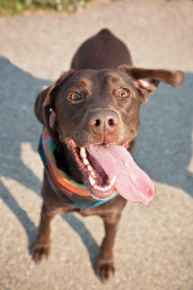 Picture for category Canine Treats & Toys