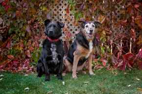 Picture for category Canine Food