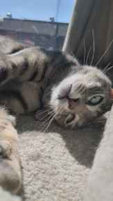 Picture for category Feline Supplements & Supplies