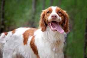 Picture for category Miscellaneous 