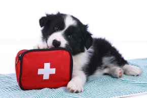 Picture for category First Aid