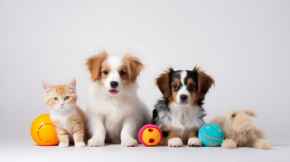 Picture for category Furrrry Fun under $10