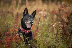 Picture for category Canine