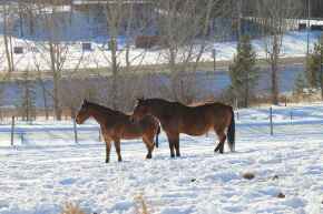 Picture for category Equine