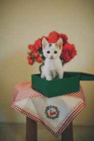 Picture for category Cat supplies