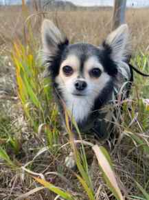 Picture for category Canine