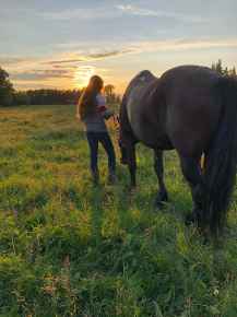 Picture for category Equine