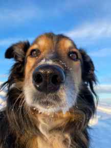 Picture for category Pet Supplies