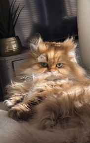 Picture for category Feline