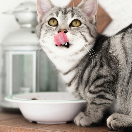 Picture for category Canadian Cat Food