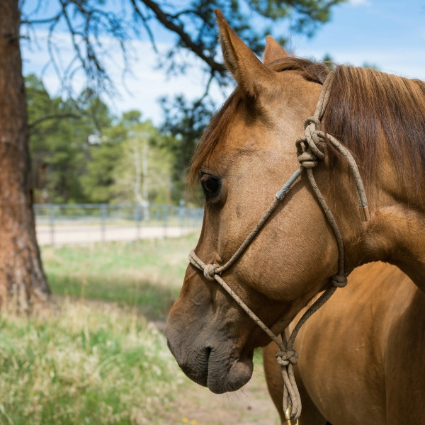 Picture for category Equine Halters