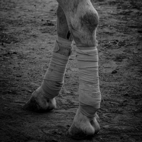 Picture for category Equine Medical Supplies