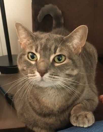 Picture for category Senior Diets