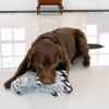Picture of TOY DOG KONG JUNGLE JAMZ Gorilla - Med/Large