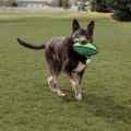 Picture of TOY DOG KONG ARMOR FOOTBALL Assorted Colors - Medium