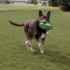 Picture of TOY DOG KONG ARMOR FOOTBALL Assorted Colors - Medium