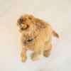 Picture of TOY DOG KONG GRINZ BALL Puffer Fish - Medium