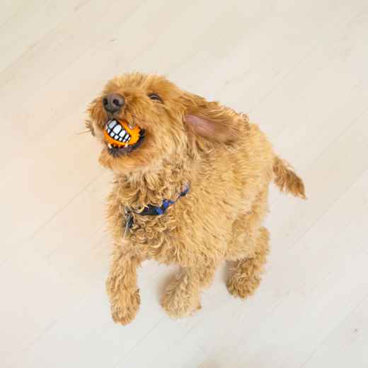 Picture of TOY DOG KONG GRINZ BALL Puffer Fish - Medium