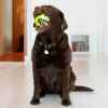 Picture of TOY DOG KONG GRINZ BALL Frog - Medium
