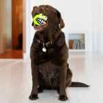 Picture of TOY DOG KONG GRINZ BALL Frog - Medium