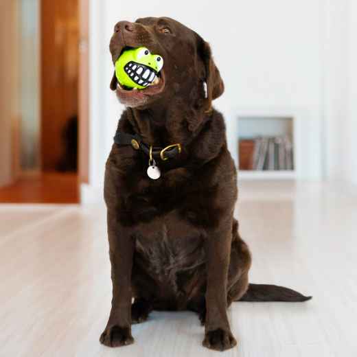 Picture of TOY DOG KONG GRINZ BALL Frog - Medium