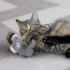 Picture of TOY CAT KONG SNUZZLE Mouse