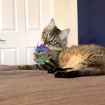 Picture of TOY CAT KONG SCATTLES Highland Cow PDQ - 12/box