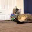 Picture of TOY CAT KONG SCATTLES Highland Cow PDQ - 12/box