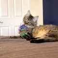 Picture of TOY CAT KONG SCATTLES Highland Cow PDQ - 12/box