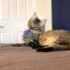 Picture of TOY CAT KONG SCATTLES Highland Cow PDQ - 12/box