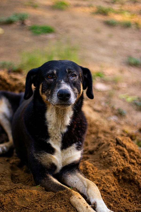 Keeping Your Pet Mud Free This Spring: Tips and Tricks Keeping Your Pet Mud Free This Spring: Tips and Tricks