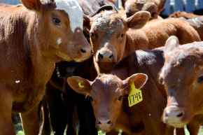 Picture for category Bovine