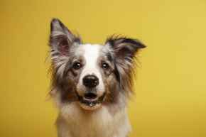 Picture for category Canine