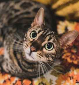 Picture for category Feline 