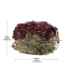 Picture of LIVING WORLD GREEN BOTANICALS HAY CAKE with Beets - 2.6oz/75g
