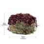 Picture of LIVING WORLD GREEN BOTANICALS HAY CAKE with Beets - 2.6oz/75g