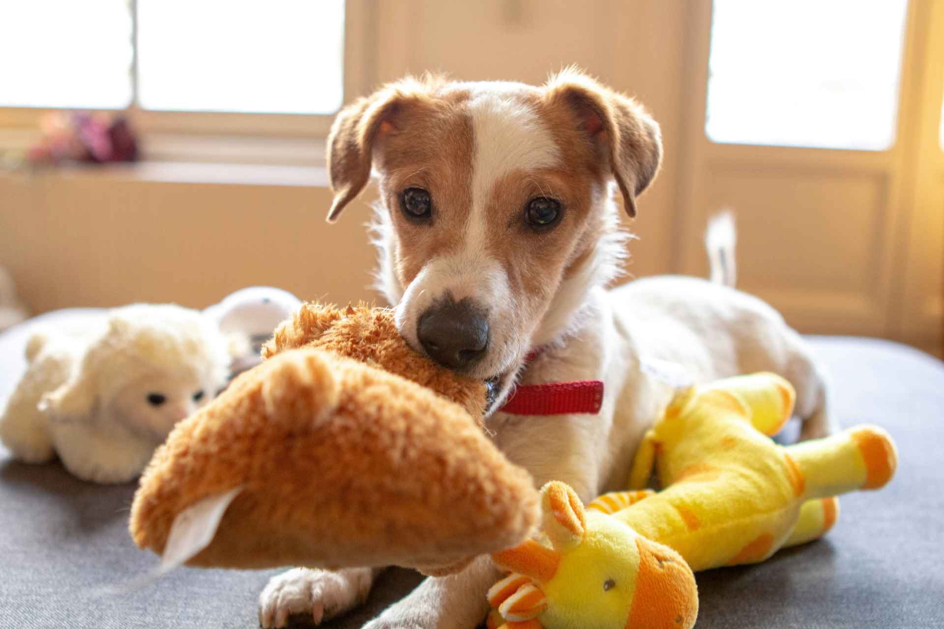 Picture for category Soft Toys