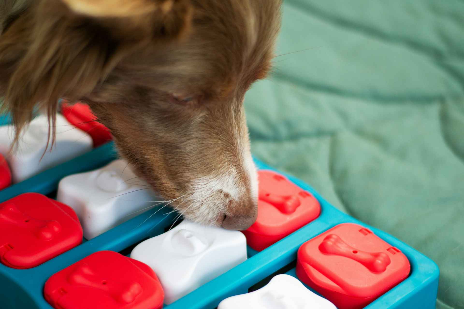 Picture for category Puzzle Toys and Lick Mats 