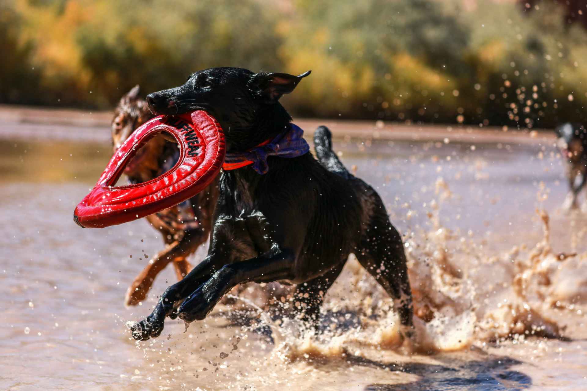 Picture for category Balls and Fetch Toys