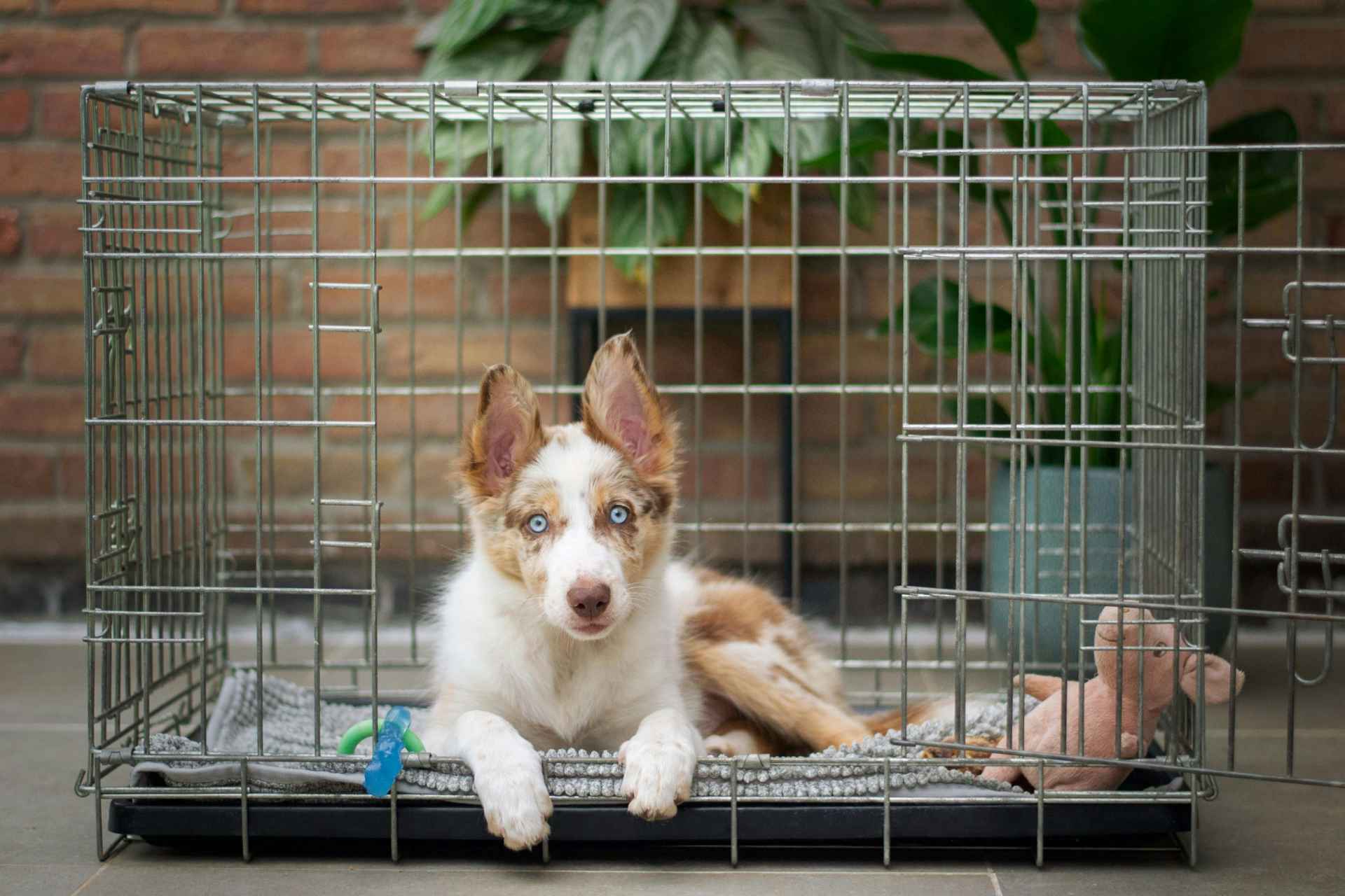 Picture for category Kennels & Pens