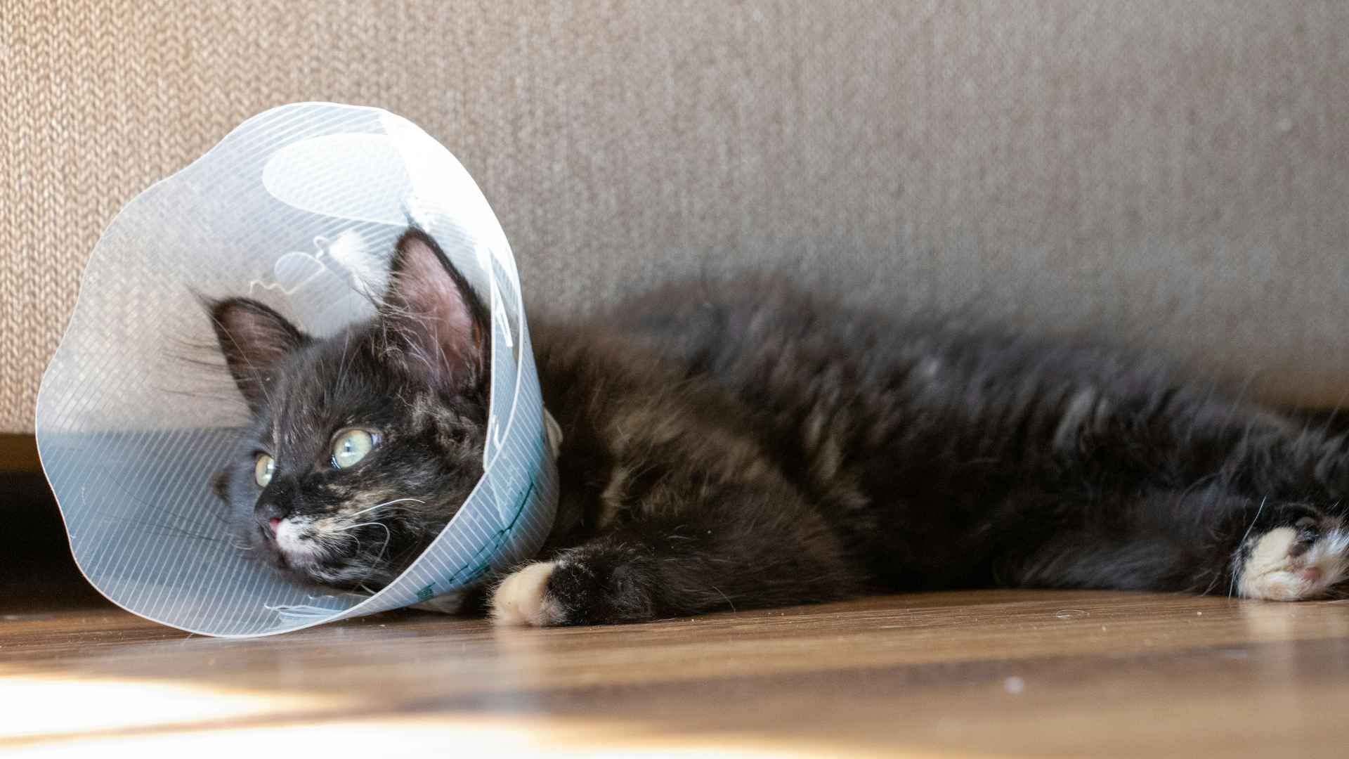Picture for category Cones