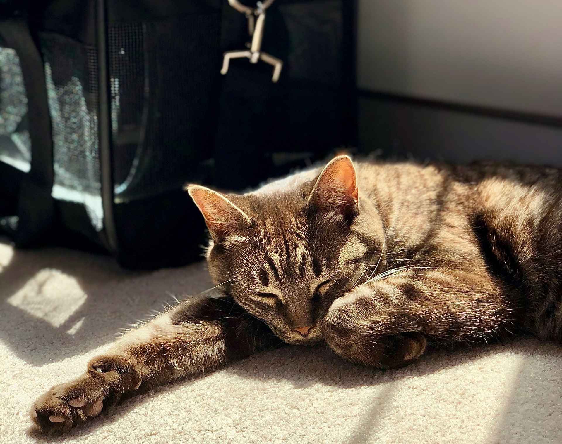 Picture for category Pet Carriers
