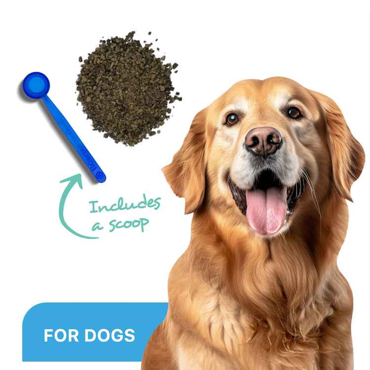 Picture of ProDen DentalCare POWDER for DOGS - 180g