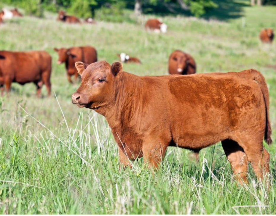 Picture for category Farm Supplies