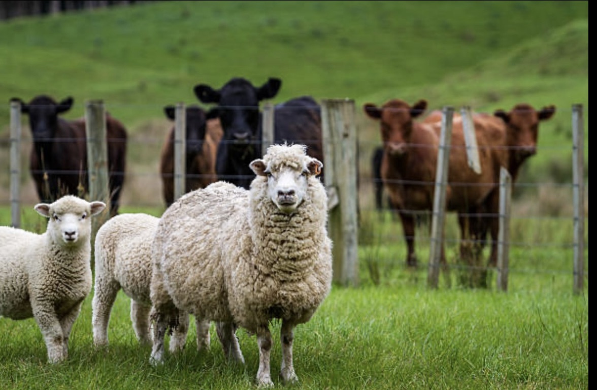 Picture for category Farm Animal