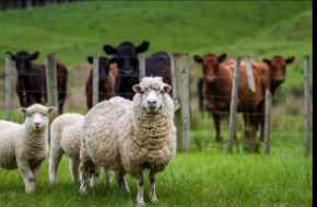 Picture for category Farm Animal