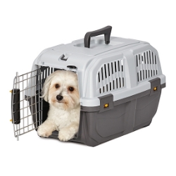 Skudo 1 With Dog