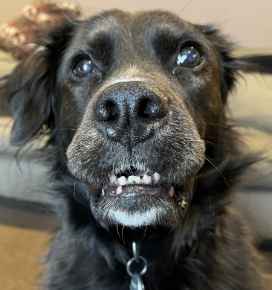 Picture for category Canine 