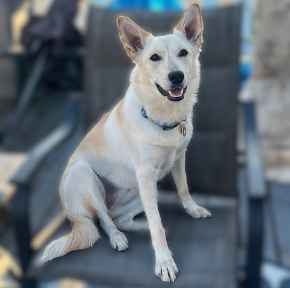 Picture for category Canine 